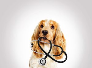 portrait veterinary support assistant dog spaniel on a gray background