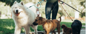 Stonebridge - How to Start a Dog Walking Business
