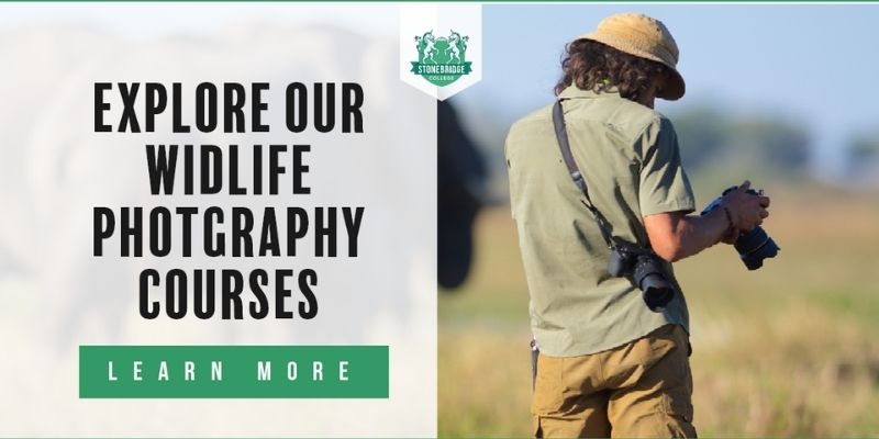 Wildlife photography courses online