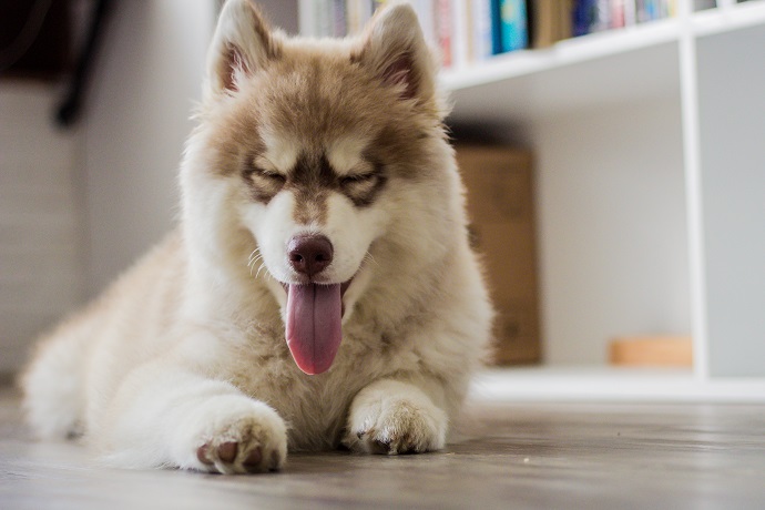 Mobile dog grooming. Husky puppy sticking its tongue out.