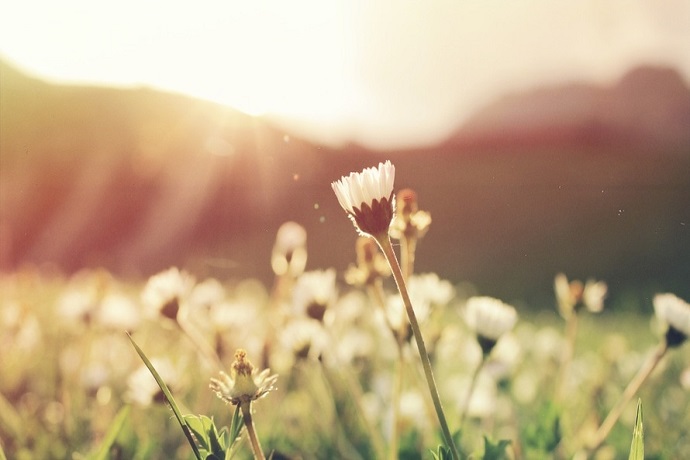 Wild flower floristry. Field of flowers