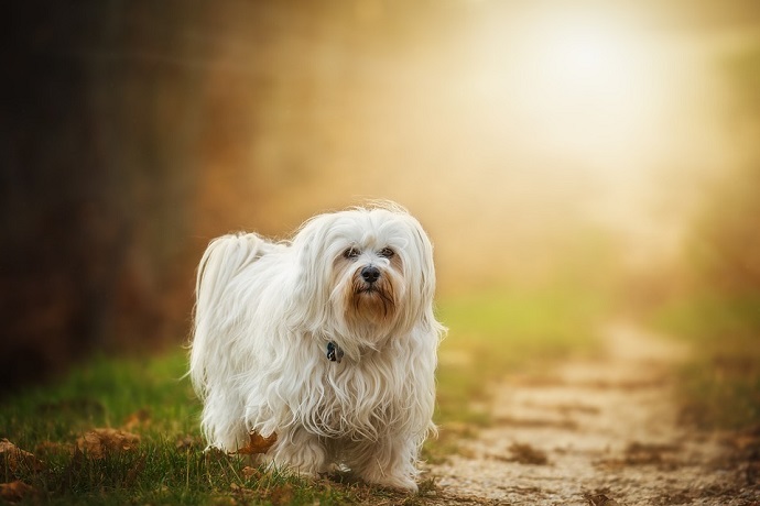 Dog grooming. White dog