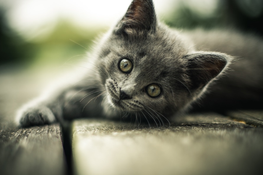 Veterinary clinic. Grey kitten