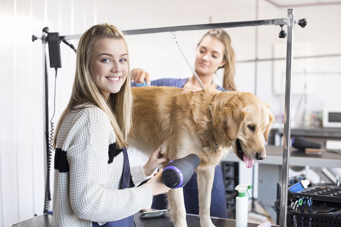 Find out how to become a dog groomer with Stonebridge