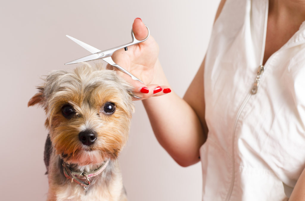 Dog having its hair cut