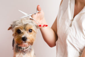 Dog having its hair cut