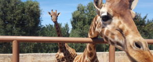 Course in Animal Care - Giraffe by fence