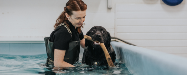 Stonebridge - How to study Animal Hydrotherapy online