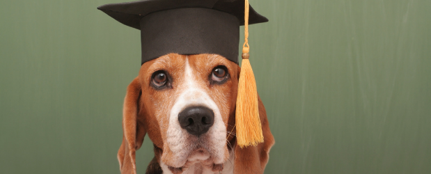 Can you Work with Animals Without a Degree? | Stonebridge Associated  Colleges Blog