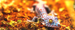 Working with Exotic Animals - Lizard