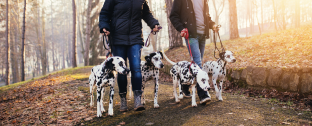 how many dogs can one person walk uk