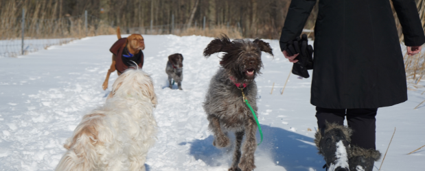 Zes Permanent te binden What is it Like to be a Professional Dog Walker? | Stonebridge Associated  Colleges Blog