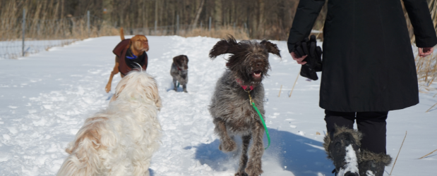 Dogs in Snow