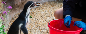 Stonebridge - What is a Day in the Life of a Zookeeper?