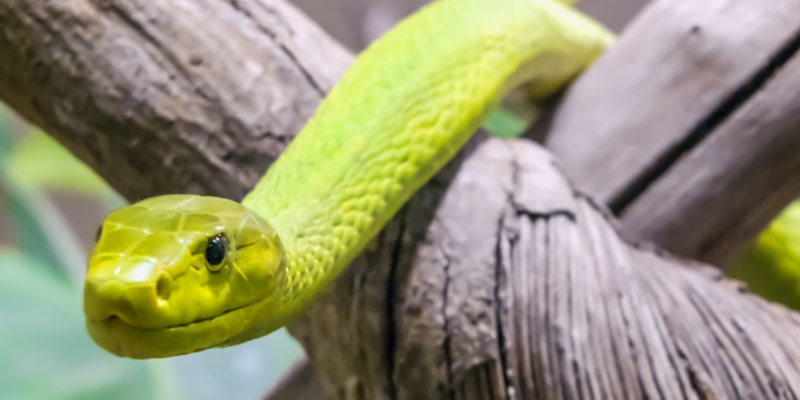 Snake and Reptiles - Study with Stonebridge College