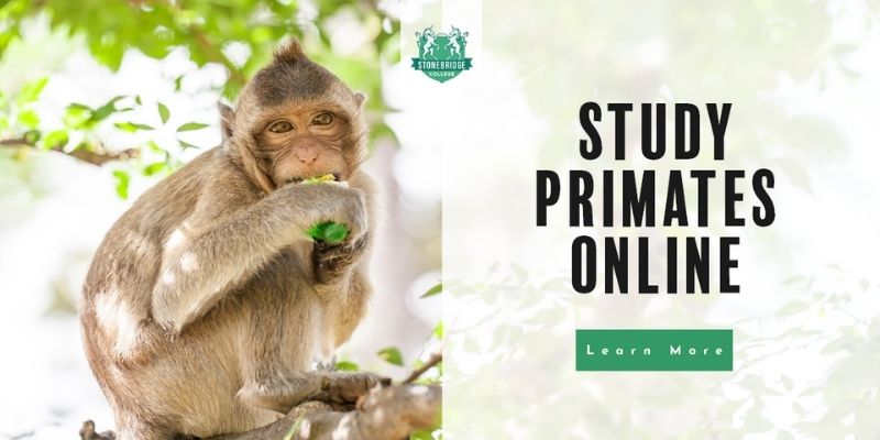 Primate Studies CTA