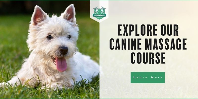 Canine Massage Courses