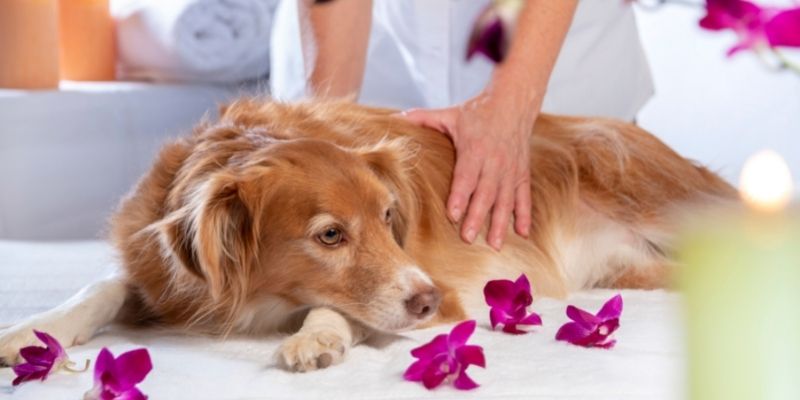 canine massage benefits