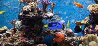 Aquarium and Fishkeeping