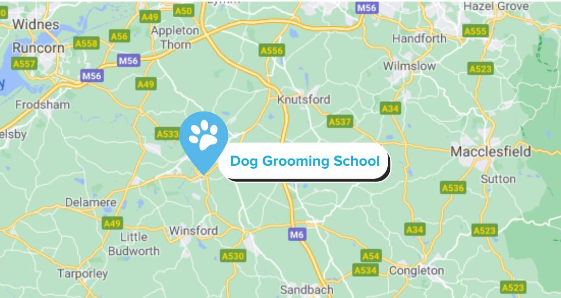 dog grooming school