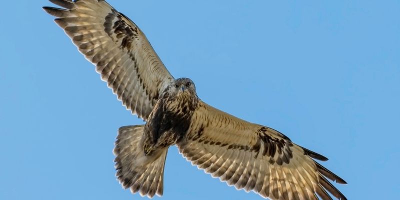 Birds of Prey online courses