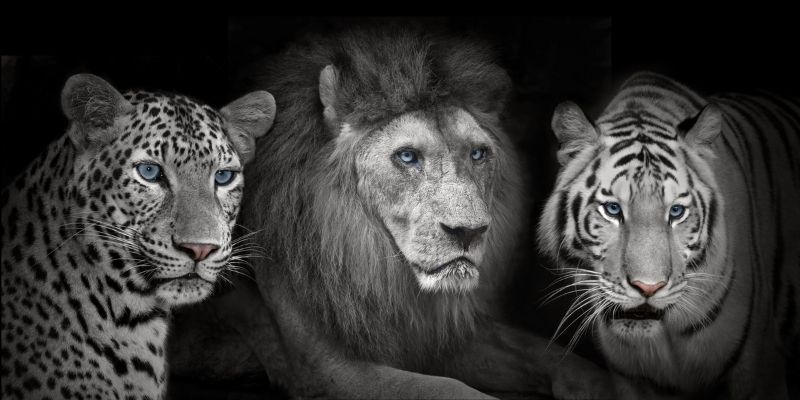 Studying to work with big cats