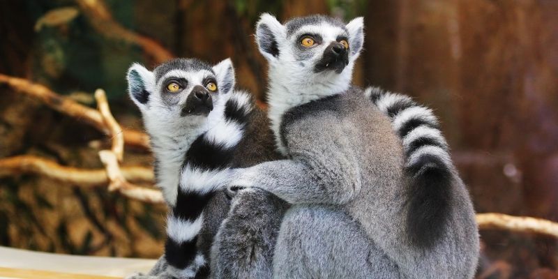 What Qualifications Do You Need to be a Zookeeper