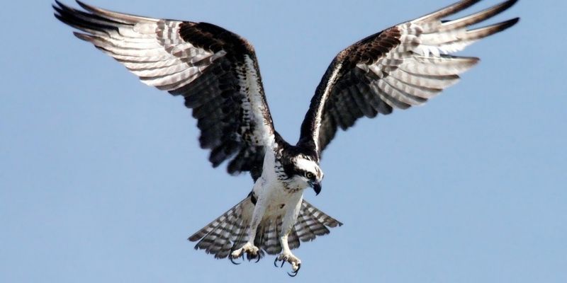 Study birds of prey