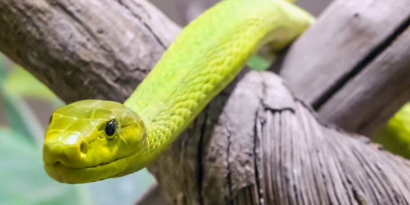 reptile online courses