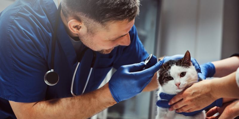 Study Online and become a veterinary Nurse